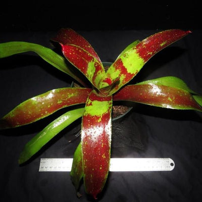 Neoregelia 'Gazpacho' | Bromeliad Paradise