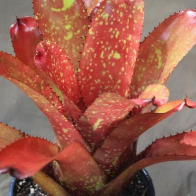 Neoregelia 'Gazpacho' X carcharodon 'Silver' | Bromeliad Paradise