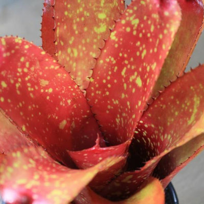 Neoregelia 'Gazpacho' X carcharodon 'Silver' | Bromeliad Paradise