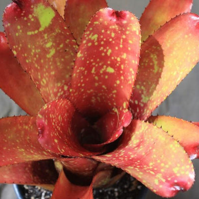 Neoregelia 'Gazpacho' X carcharodon 'Silver' | Bromeliad Paradise