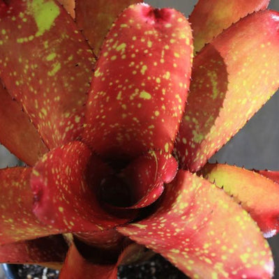 Neoregelia 'Gazpacho' X carcharodon 'Silver' | Bromeliad Paradise