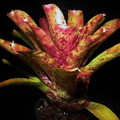 Neoregelia 'Gee Whiz' x pauciflora | Bromeliad Paradise