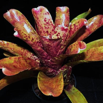 Neoregelia 'Gee Whiz' x pauciflora | Bromeliad Paradise