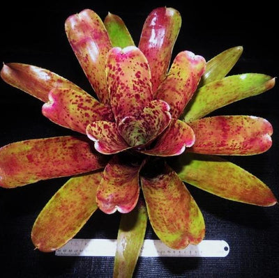 Neoregelia 'Gee Whiz' x pauciflora | Bromeliad Paradise