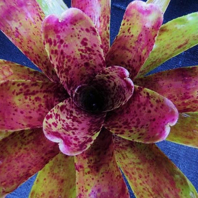 Neoregelia 'Gee Whiz' x pauciflora | Bromeliad Paradise
