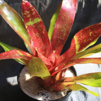 Neoregelia 'Girl Talk' | Bromeliad Paradise
