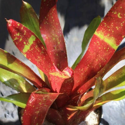 Neoregelia 'Girl Talk' | Bromeliad Paradise