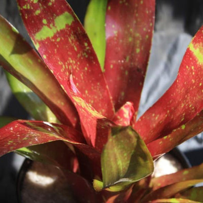 Neoregelia 'Girl Talk' | Bromeliad Paradise
