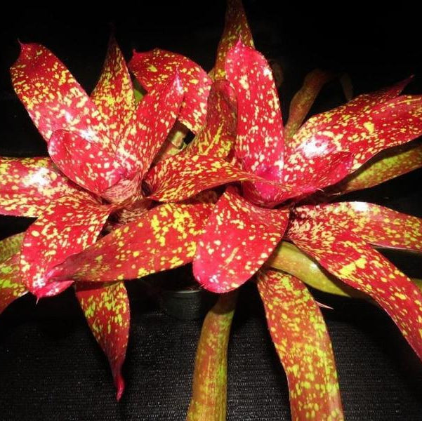 Neoregelia 'Gold Fever' | Bromeliad Paradise