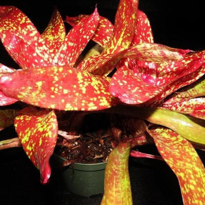Neoregelia 'Gold Fever' | Bromeliad Paradise