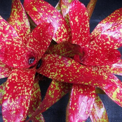 Neoregelia 'Gold Fever' | Bromeliad Paradise