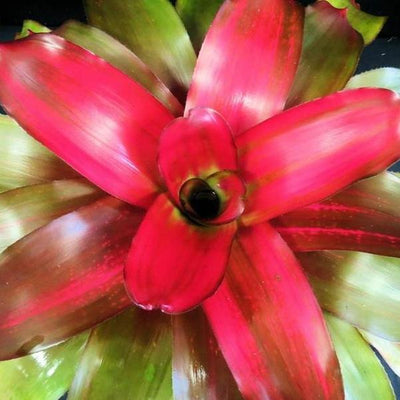 Neoregelia 'Grace' | Bromeliad Paradise