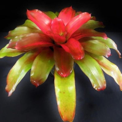 Neoregelia 'Grace' | Bromeliad Paradise