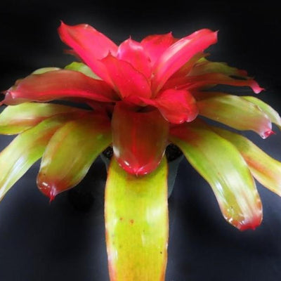 Neoregelia 'Grace' | Bromeliad Paradise