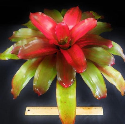 Neoregelia 'Grace' | Bromeliad Paradise