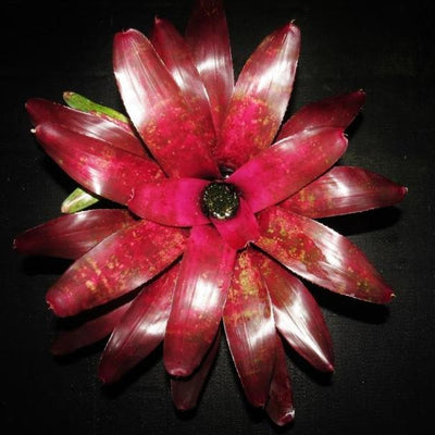 Neoregelia 'Grace Goode Girl' | Bromeliad Paradise