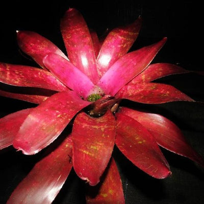 Neoregelia 'Grace Goode Girl' | Bromeliad Paradise