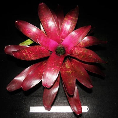 Neoregelia 'Grace Goode Girl' | Bromeliad Paradise