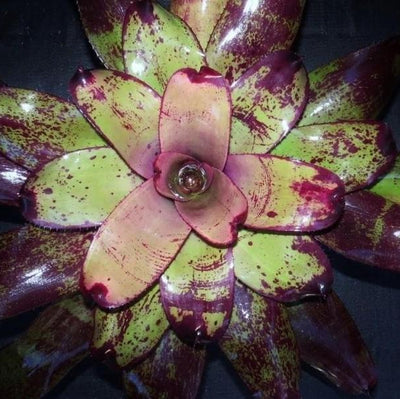 Neoregelia 'Grande' cv. 'Fantastic Gardens' | Bromeliad Paradise