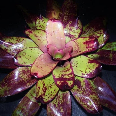 Neoregelia 'Grande' cv. 'Fantastic Gardens' | Bromeliad Paradise