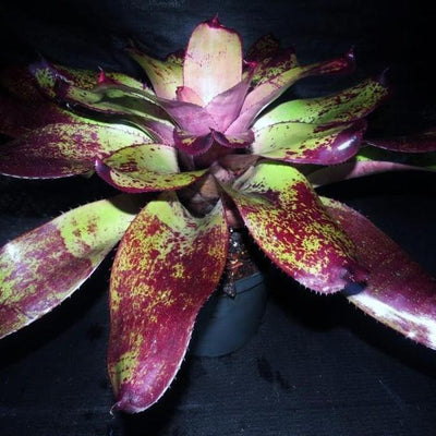 Neoregelia 'Grande' cv. 'Fantastic Gardens' | Bromeliad Paradise