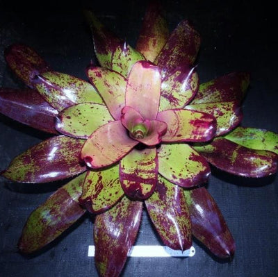 Neoregelia 'Grande' cv. 'Fantastic Gardens' | Bromeliad Paradise
