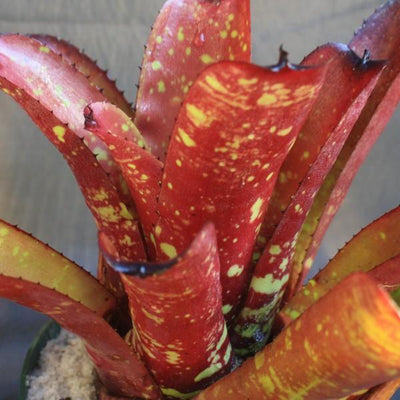 Neoregelia 'Grant' X chloristicha | Bromeliad Paradise