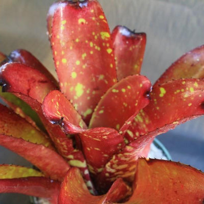 Neoregelia 'Grant' X chloristicha | Bromeliad Paradise