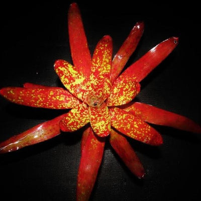 Neoregelia 'Grecian Urn' | Bromeliad Paradise