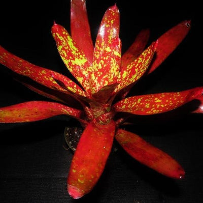 Neoregelia 'Grecian Urn' | Bromeliad Paradise