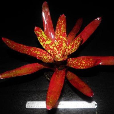 Neoregelia 'Grecian Urn' | Bromeliad Paradise