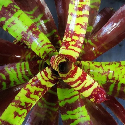 Neoregelia 'Guacamole' | Bromeliad Paradise