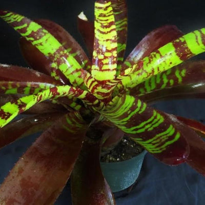 Neoregelia 'Guacamole' | Bromeliad Paradise