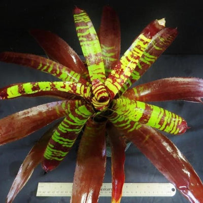 Neoregelia 'Guacamole' | Bromeliad Paradise