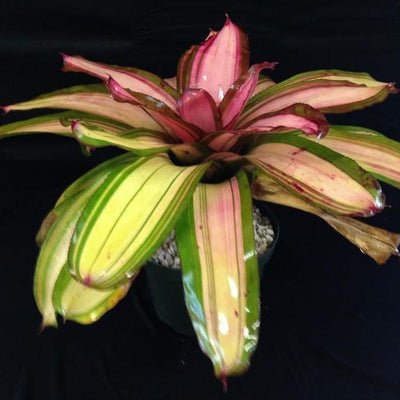 Neoregelia 'Gunpowder' | Bromeliad Paradise
