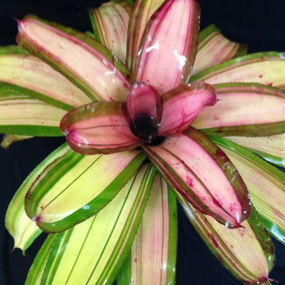 Neoregelia 'Gunpowder' | Bromeliad Paradise