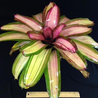 Neoregelia 'Gunpowder' | Bromeliad Paradise