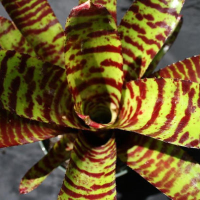 Neoregelia 'Hannibal Lecter' X 'Fosters Pink Tips' | Bromeliad Paradise