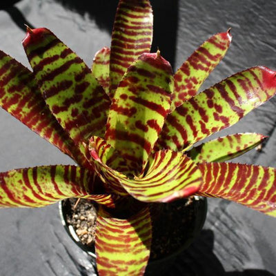 Neoregelia 'Hannibal Lecter' X 'Fosters Pink Tips' | Bromeliad Paradise