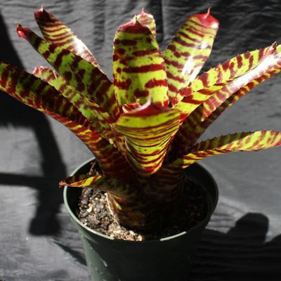 Neoregelia 'Hannibal Lecter' X 'Fosters Pink Tips' | Bromeliad Paradise