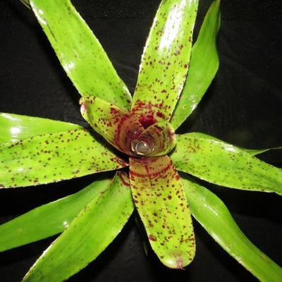 Neoregelia ('Hanibal Lecter' x 'Fosters Pink Tips') X 'Unfinished Business' | Bromeliad Paradise