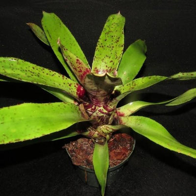 Neoregelia ('Hanibal Lecter' x 'Fosters Pink Tips') X 'Unfinished Business' | Bromeliad Paradise