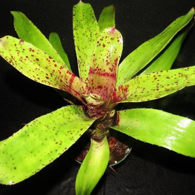 Neoregelia ('Hanibal Lecter' x 'Fosters Pink Tips') X 'Unfinished Business' | Bromeliad Paradise