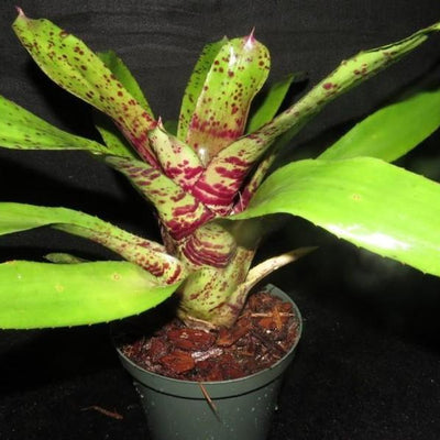 Neoregelia ('Hanibal Lecter' x 'Fosters Pink Tips') X 'Unfinished Business' | Bromeliad Paradise