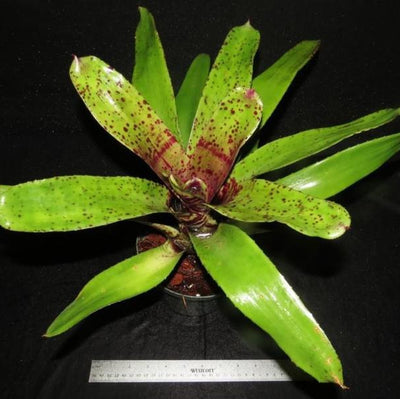 Neoregelia ('Hanibal Lecter' x 'Fosters Pink Tips') X 'Unfinished Business' | Bromeliad Paradise