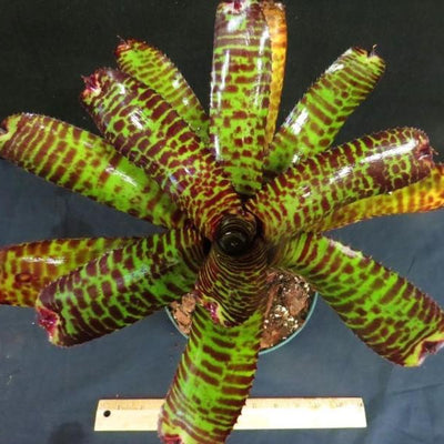 Neoregelia 'Hannibal Lecter' | Bromeliad Paradise