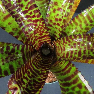 Neoregelia 'Hannibal Lecter' | Bromeliad Paradise