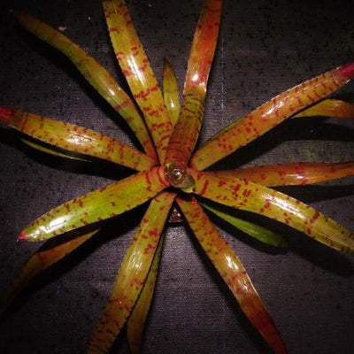 Neoregelia ('Hannibal Lecter' x ampullacea) x 'Blushing Tiger) | Bromeliad Paradise