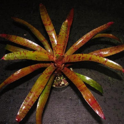 Neoregelia ('Hannibal Lecter' x ampullacea) x 'Blushing Tiger) | Bromeliad Paradise