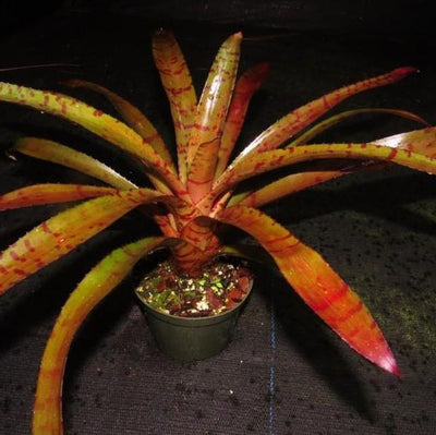 Neoregelia ('Hannibal Lecter' x ampullacea) x 'Blushing Tiger) | Bromeliad Paradise
